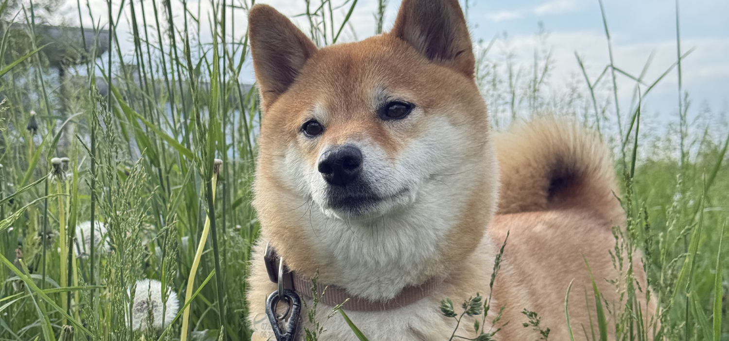pourquoi mon chien mange de l herbe.jpg